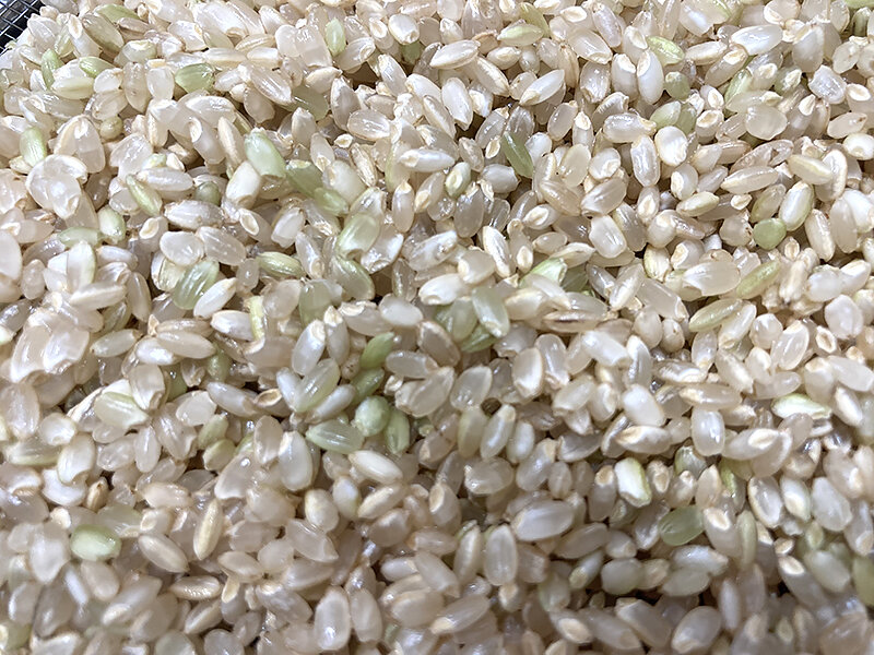 未熟米が混ざった玄米